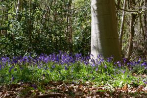 bluebells bulphan fen