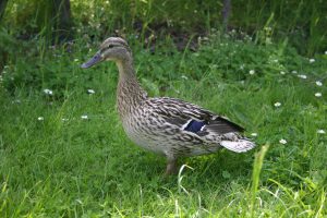 bonners resident duck