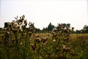 Pound Lane Orsett